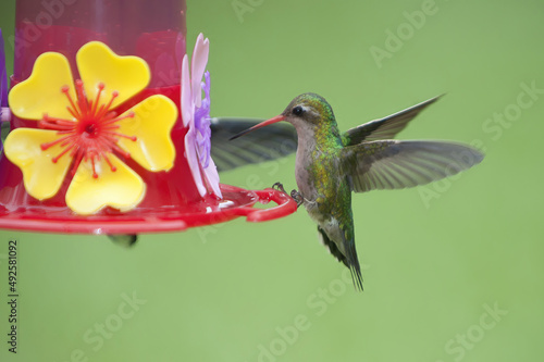 White-throated Hummingbird (Leucochloris albicollis), Trochilidae family, Parana Delta, Argentina photo