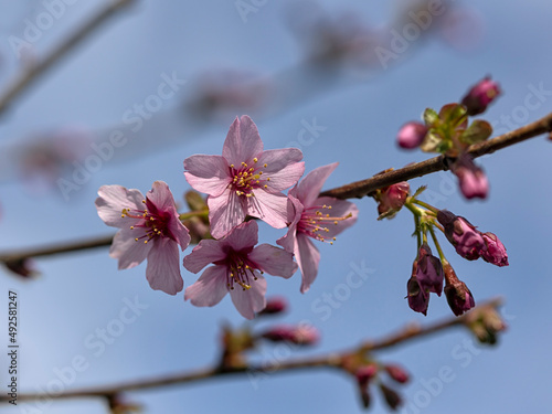 Closeup of Cherry 'Spire' (Prunus 'Spire') in spring against a blue sky