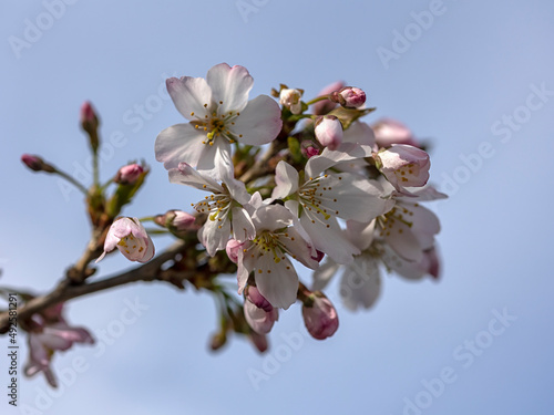Photos Closeup of flowers of Cherry 'Pandora' (Prunus 'Pandora') in spring against blue