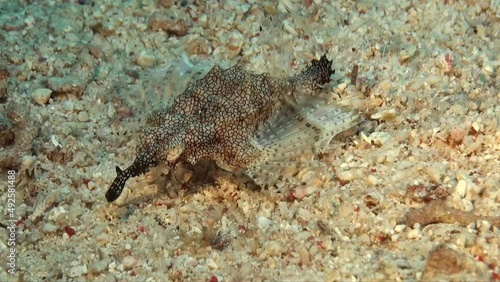 Seamoth Pegasus Fish walking over sandy ocean floor photo