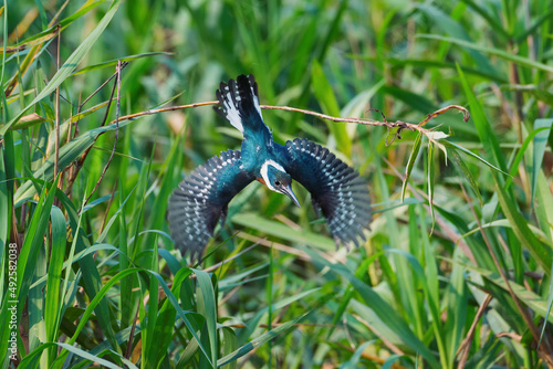 Green Kingfisher (Chloroceryle Americana) in flight, Pantanal, Mato Grosso, Brazil photo