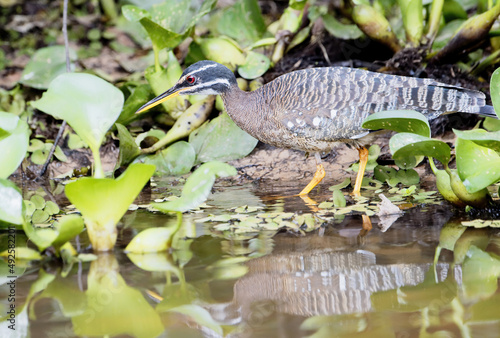 Sunbittern (Eurypyga helias) in mangrove, Pantanal, Mato Grosso, Brazil photo