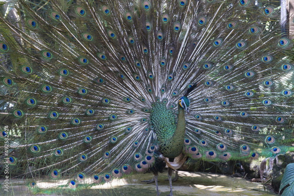 Obraz premium Java green Peafowl (Pavo muticus), Bali, Indonesia