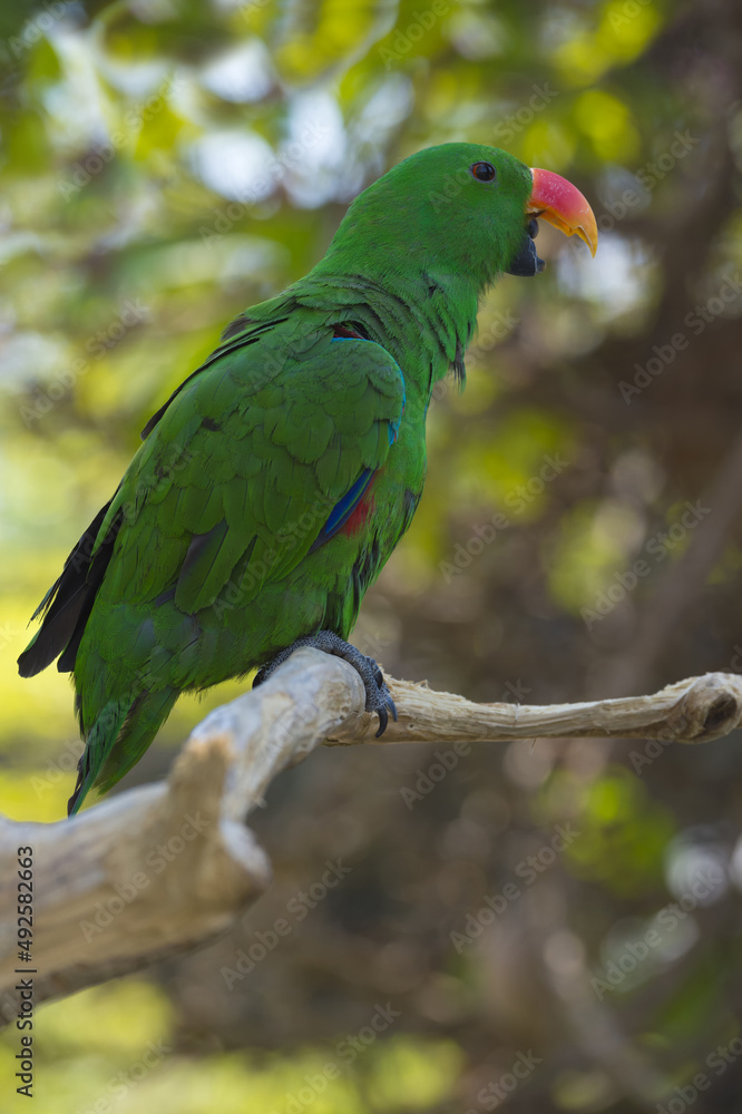 Male Eclectus Parrot (Eclectus roratus), Bali, Indonesia