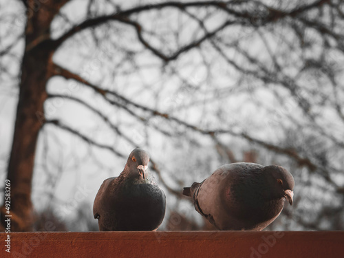 pigeon on the tree photo