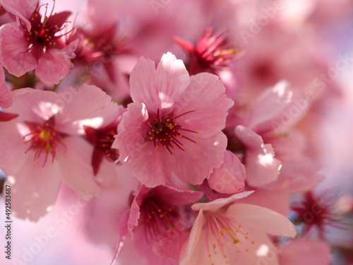 東京の上野公園の桜
