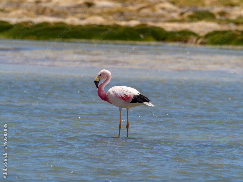 Wild Chilean Flamingos, Los Flamencos (Flamingos) National Reserve, San Pedro de Atacama, Atacama desert, Antofagasta, Chile