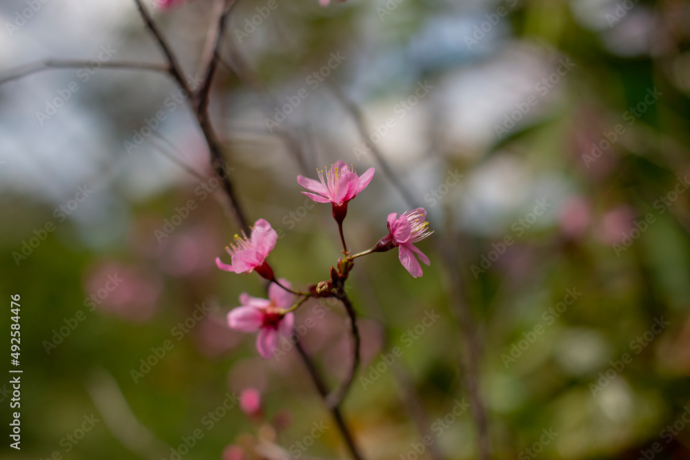 Fototapeta premium Beautiful cherry blossoms blooming in park, Sakura flower background.