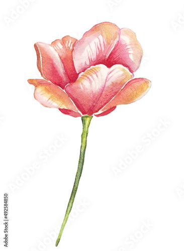 Tulip. Watercolor illustration. Hand-painted