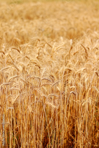 Golden wheat fields. The fully ripe wheat is ready to be harvested. Oats  rye  barley. wheat farming.