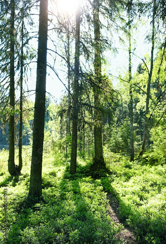 Fototapeta Naklejka Na Ścianę i Meble -  Green trees in summer forest, sunny natural background. beautiful landscape with forest tree trunks. nordic forest
