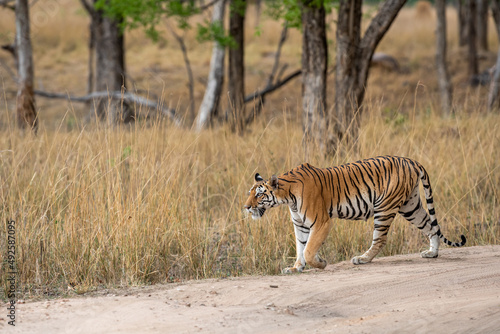 wild bengal female tiger on stroll or walking in scenic background during outdoor jungle safari at kanha national park forest or tiger reserve madhya pradesh india - panthera tigris tigris