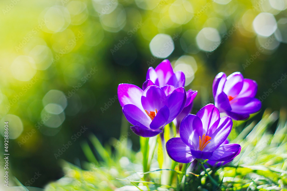 crocus - one of the first spring flowers crocus - one of the first spring flowers
