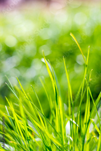 Fresh green grass. Soft Focus. Abstract Nature Background