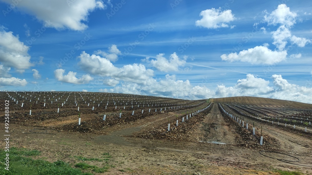 View of almond tree plantation in Andalucia, Spain View of almond tree plantation in Andalucia, Spain