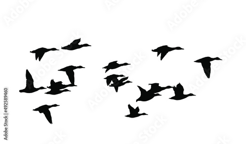 Flying birds. Vector image. White background. 