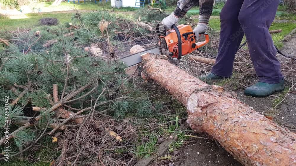 a gardener in work clothes saws a tree with a chainsaw. autumn cleaning in the garden. a gardener in work clothes saws a tree with a chainsaw. autumn cleaning in the garden.