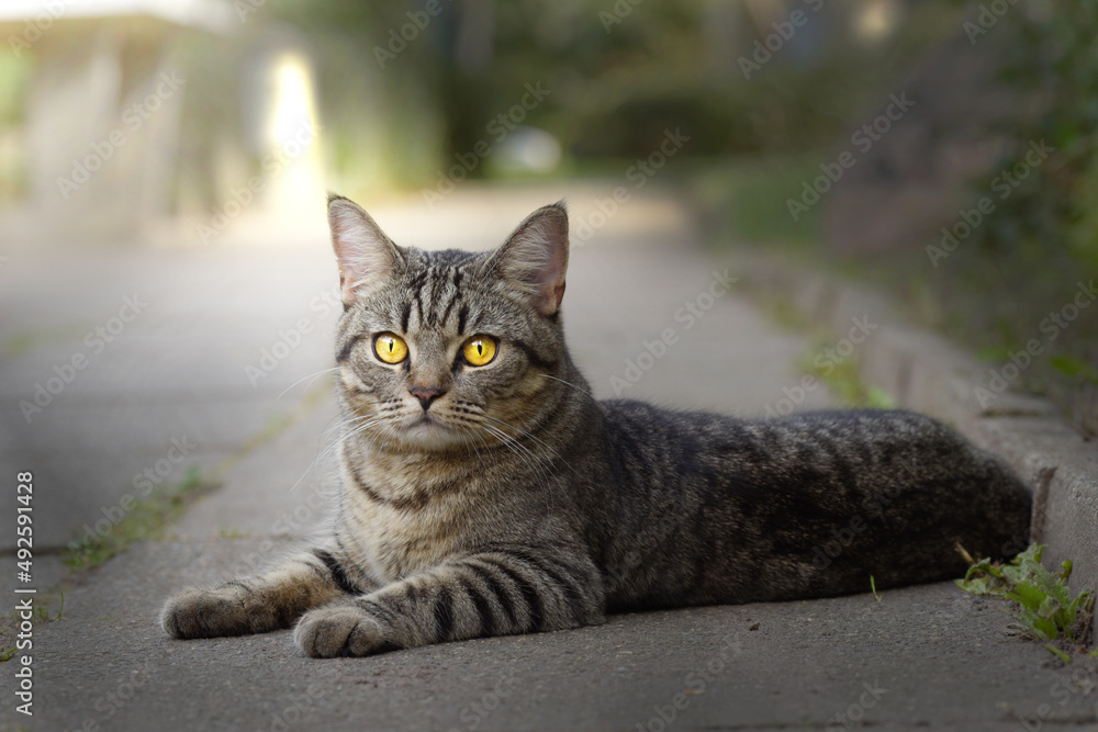Die Katze, die davon träumte, ein Streuner zu sein. Die Katze, die davon träumte, ein Streuner zu sein.