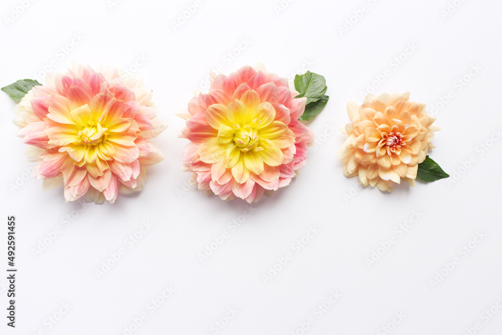 Flowers composition. Dahlias flowers on white background. Valentine's day, Mother day, women's day, spring concept. Flat lay, top view, copy space.Space for text.