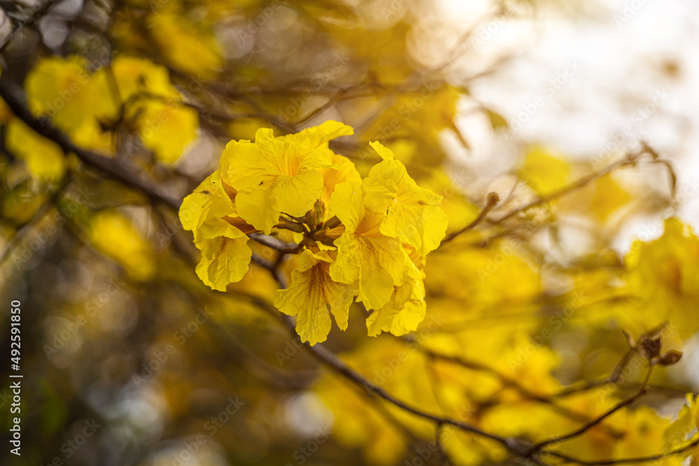 Obraz premium Beautiful blooming Yellow Golden Tabebuia Chrysotricha flowers of the Yellow Trumpet that are blooming with the park in spring day in the garden background in Thailand.