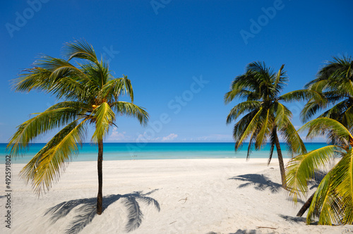Palms on exotic beach © Lars Christensen