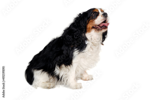 Fotomurale Happy Cavalier King Charles Spaniel dog