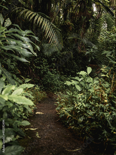 Fototapeta Naklejka Na Ścianę i Meble -  El Yunque Rain Forest Puerto rico paths