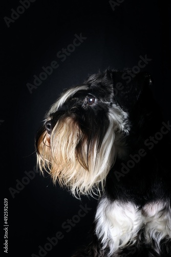portrait of a black and white dog in black background