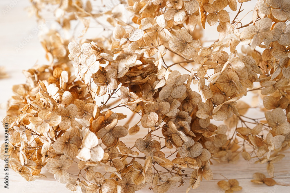 Hydrangea, hortesia dried flowers on a wooden background, top view. Pastel, natural colors. Vintage style. Hydrangea, hortesia dried flowers on a wooden background, top view. Pastel, natural colors. Vintage style.