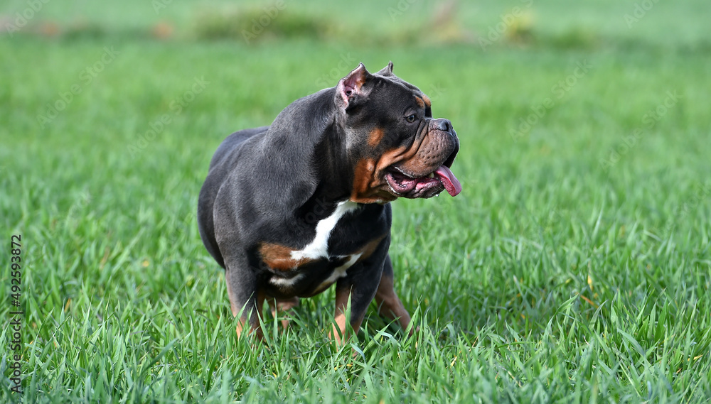 a muscular american bully dog