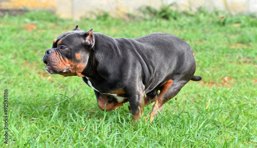 a muscular american bully dog