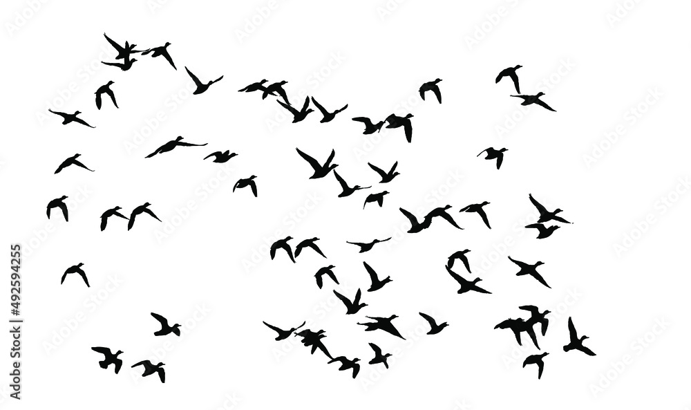 Flying birds. Vector image. White background. Flying birds. Vector image. White background.