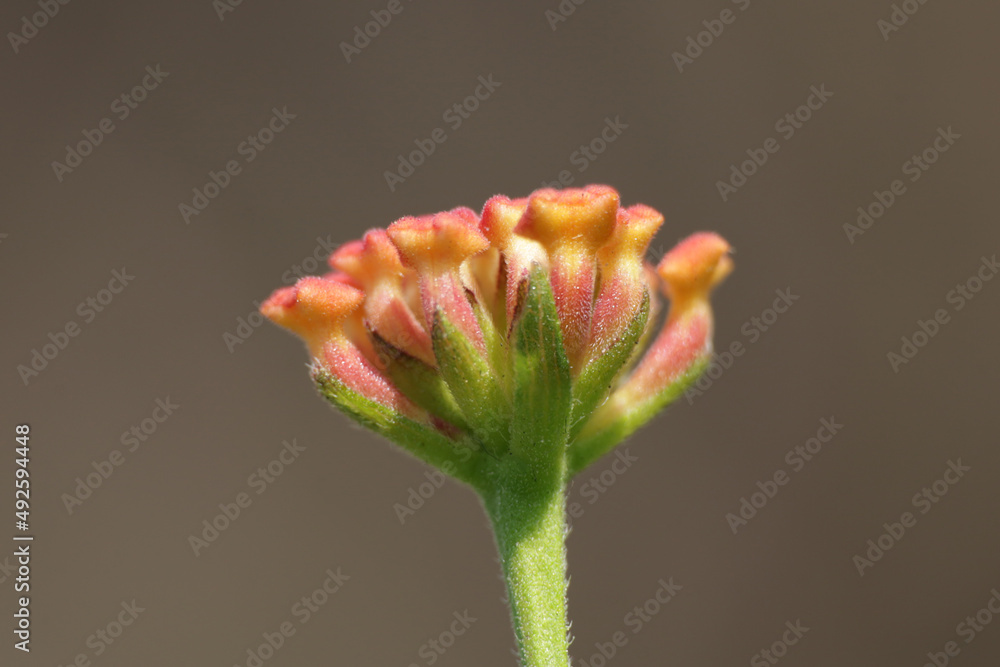Pink flower macro closeup green background Pink flower macro closeup green background