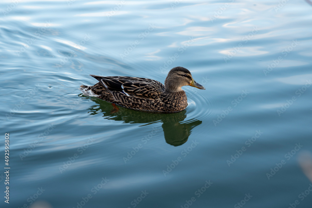 duck on the water duck on the water