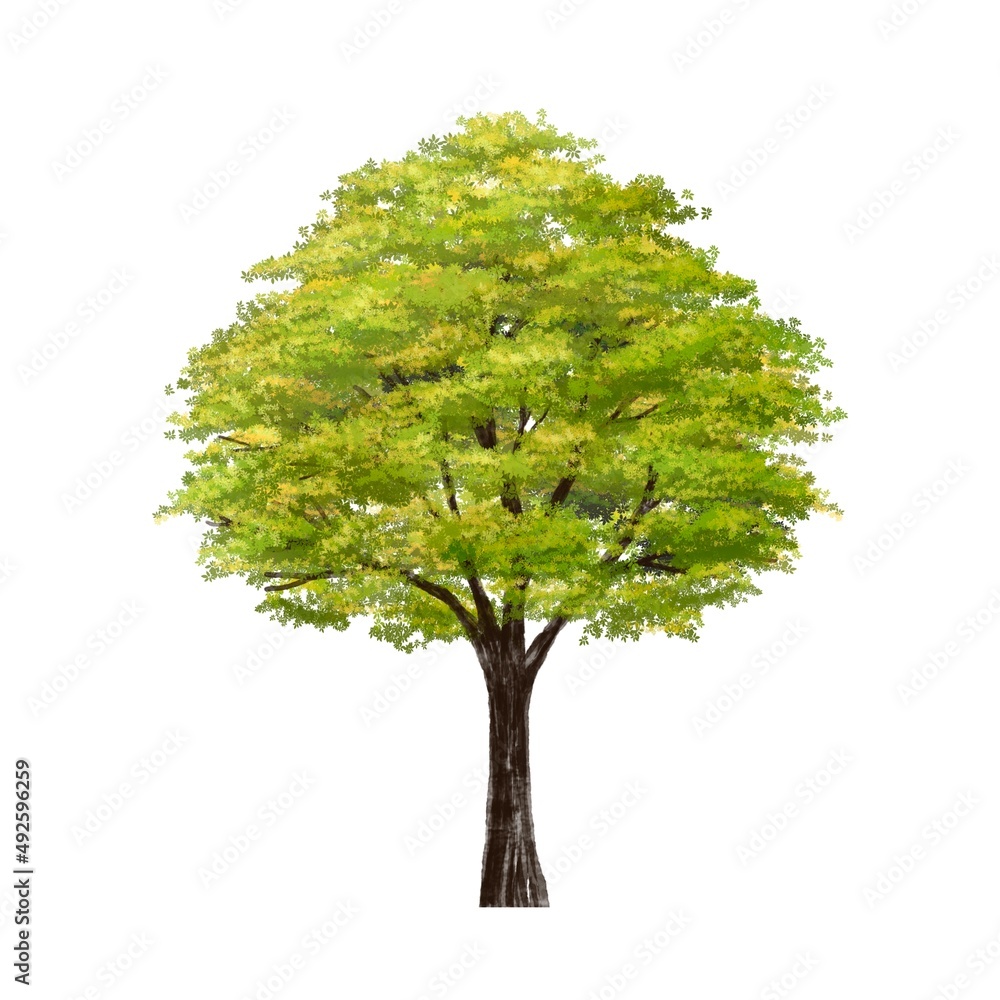 Obraz premium watercolor tree side view isolated on white background for landscape plan and architecture layout drawing, elements for environment and garden