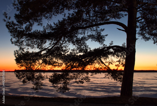 pine tree against the backdrop of a red sunset