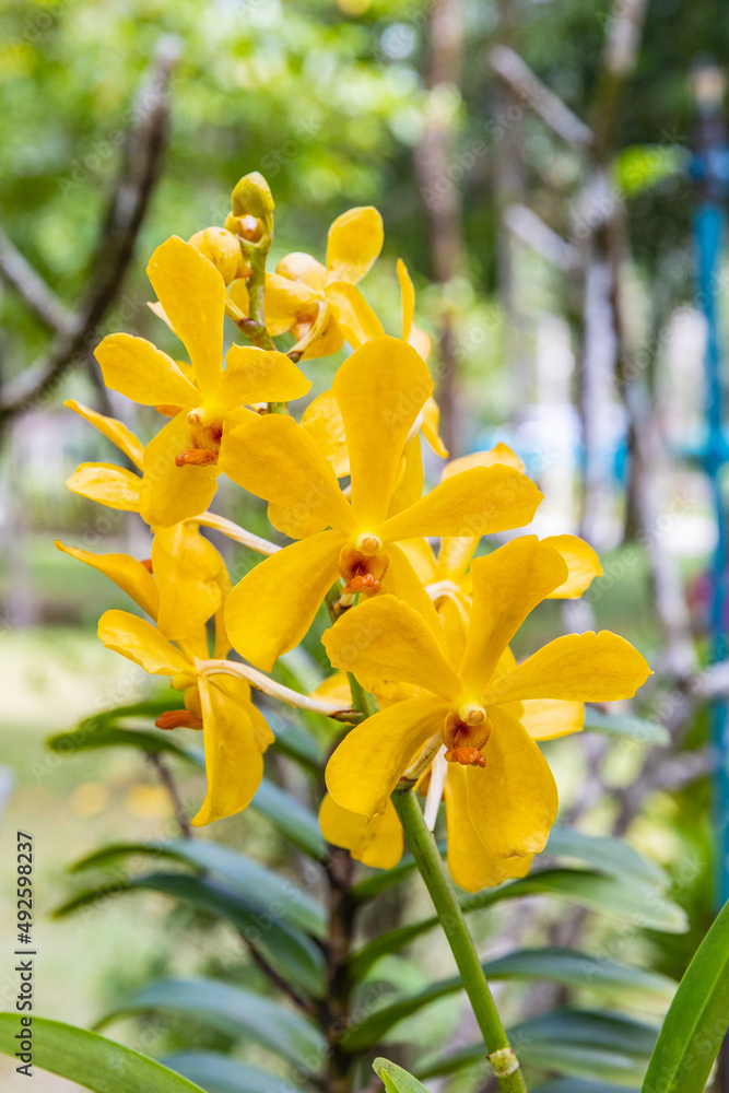 Fototapeta premium Beautiful yellow orchid in the garden.
