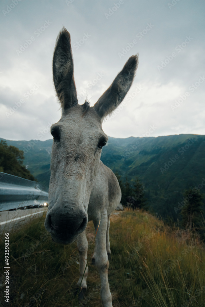 one donkey in the mountains in nature landscape chews transfagaras grass one donkey in the mountains in nature landscape chews transfagaras grass