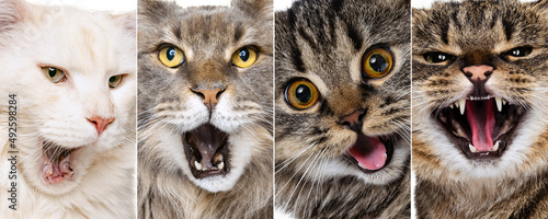 Collage with cat's close-up muzzle yawning or meowing. Concept of motion, beauty, breeds, pets love, animal