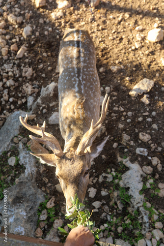 Fototapeta Naklejka Na Ścianę i Meble -  A male spotted deer with horns in the jungles of the Gir National Park in Gujarat, India. High quality photo