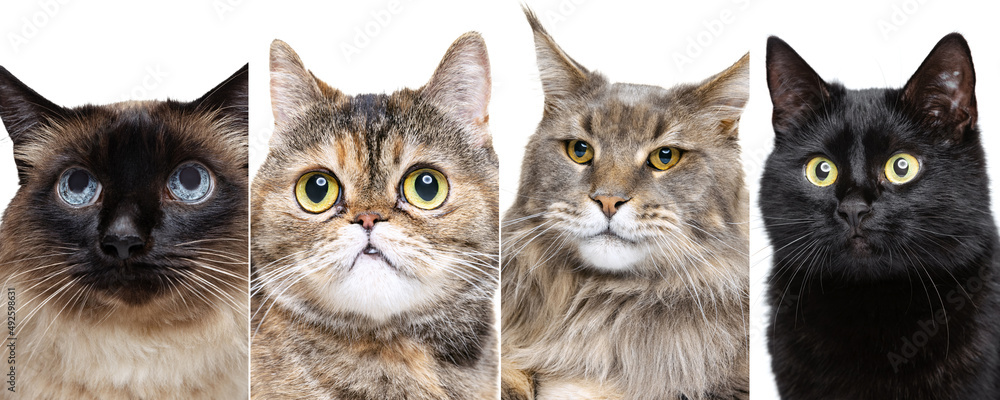 Collage with cat's close-up muzzle, licking mouths isolated over white studio background Collage with cat's close-up muzzle, licking mouths isolated over white studio background