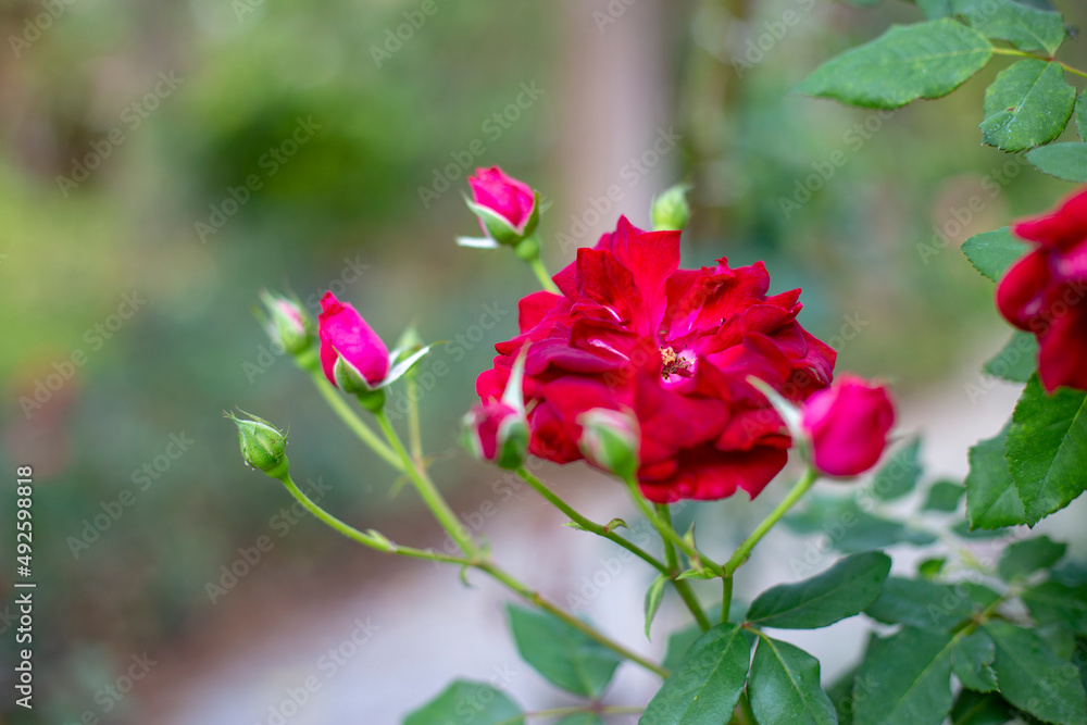Photo of rose in park. Blurred background. Photo of rose in park. Blurred background.