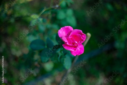 Wallpaper Mural Photo of rose in park. Blurred background. Torontodigital.ca