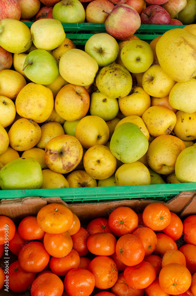 many organically grown mandarins in a greengrocer's shop many organically grown mandarins in a greengrocer's shop