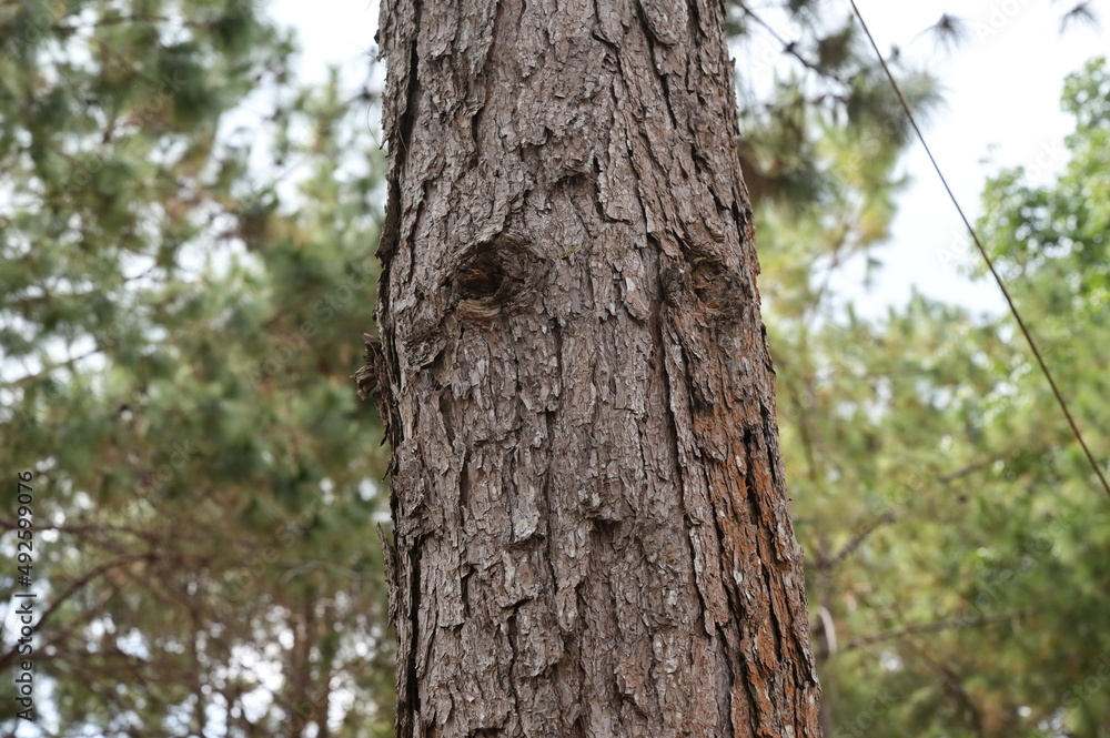 Wood Background.Seamless bark tree texture. Background texture of tree bark. Skin the bark of a tree that traces cracking
