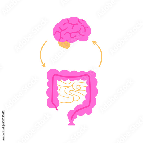 Gut brain connection. Enteric nervous system in human body, small and large intestine. Signals from brain to digestive tract. Colon and bowel anatomical poster isolated flat vector illustration.