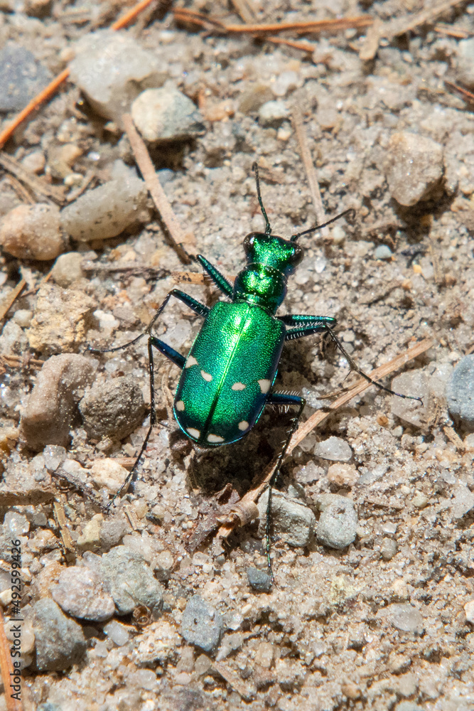 Tiger Beetle, Freetown State Forest, Massachusetts Tiger Beetle, Freetown State Forest, Massachusetts