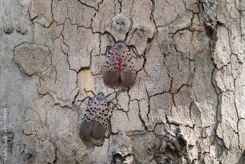 Slika na platnu Two adult spotted lanternflies on an American Sycamore tree