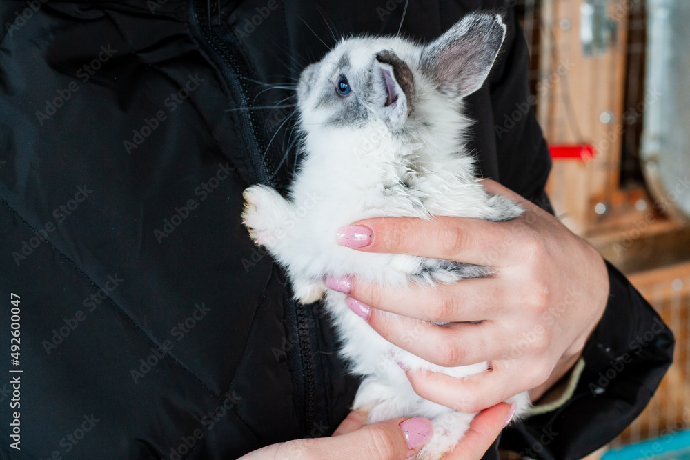 29 day old rabbits. The hostess presses a little rabbit to her chest. 29 day old rabbits. The hostess presses a little rabbit to her chest.