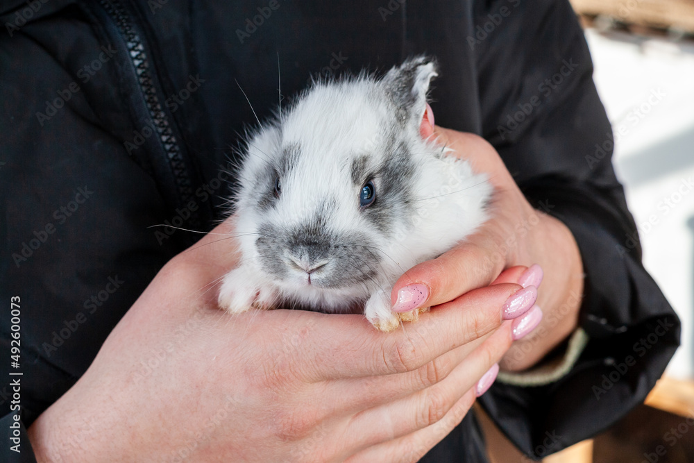 Obraz premium 29 day old rabbits. Motley little rabbit in ladies' hands.